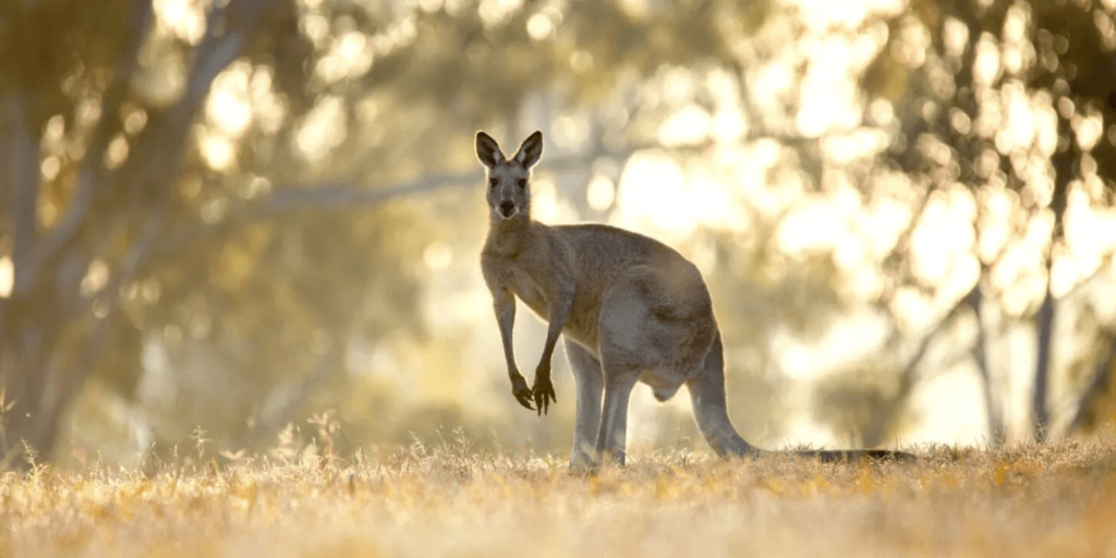 10 Weird Facts About Australian Animals For Kids