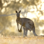 10 Weird Facts About Australian Animals For Kids