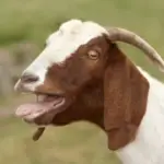 10 Fun Goat Facts That Are Worth Screaming About