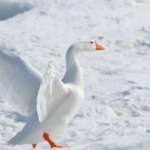 9 Fascinating Facts About Geese You Should Know