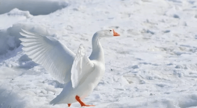 9 Fascinating Facts About Geese You Should Know