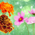 20 Facts About Marigolds & Cosmos, October’s Birth Flowers