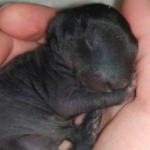 Man Thought He Found A Puppy In The Forest – Then Vet Calls The Police