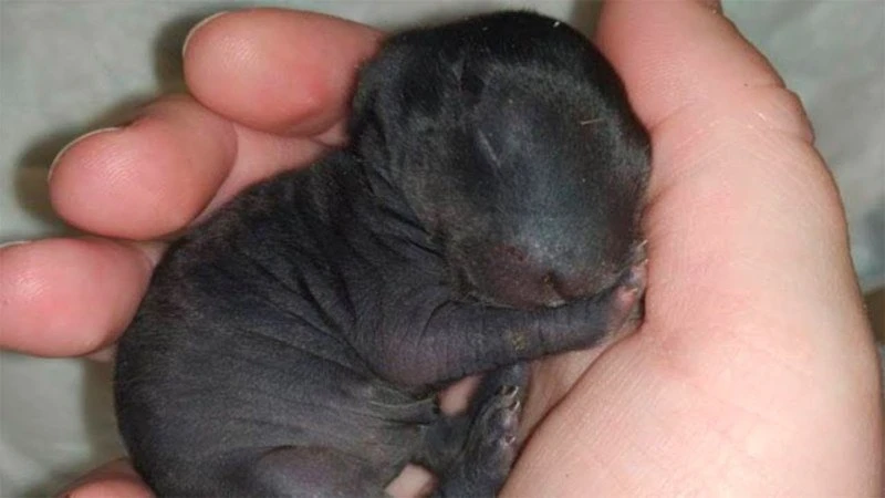 Man Thought He Found A Puppy In The Forest – Then Vet Calls The Police